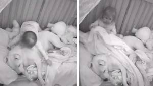 Faren lod en stor pitbull komme op i sin datters lille seng; optagelsen har lave